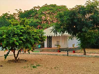 jawai bera leopard camp